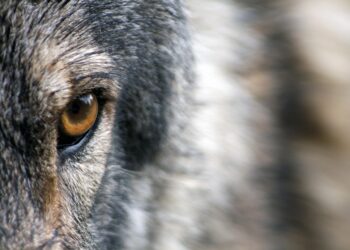 El lobo ibérico desaparece en Sierra Morena pese a ser especie estrictamente protegida, según estudio