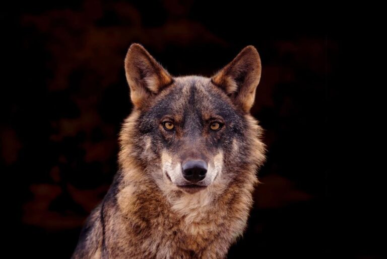 Lobo ibérico en su hábitat natural de Sierra Morena, símbolo de la biodiversidad perdida en España