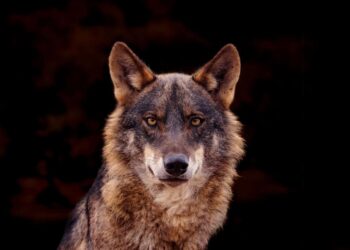 Lobo ibérico en su hábitat natural de Sierra Morena, símbolo de la biodiversidad perdida en España