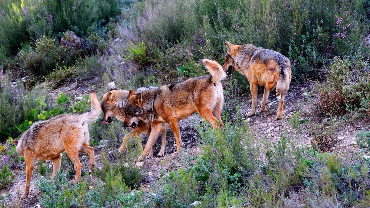 Cataluña confirma la primera manada de lobos con crías en un siglo entre la Alta Garrotxa y el Alt Empordà