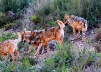 Cataluña confirma la primera manada de lobos con crías en un siglo entre la Alta Garrotxa y el Alt Empordà