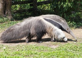 Oso hormiguero: hoy es su Día Mundial y la especie silenciosa que sostiene ecosistemas se juega su futuro 2 oso hormiguero en su hábitat natural