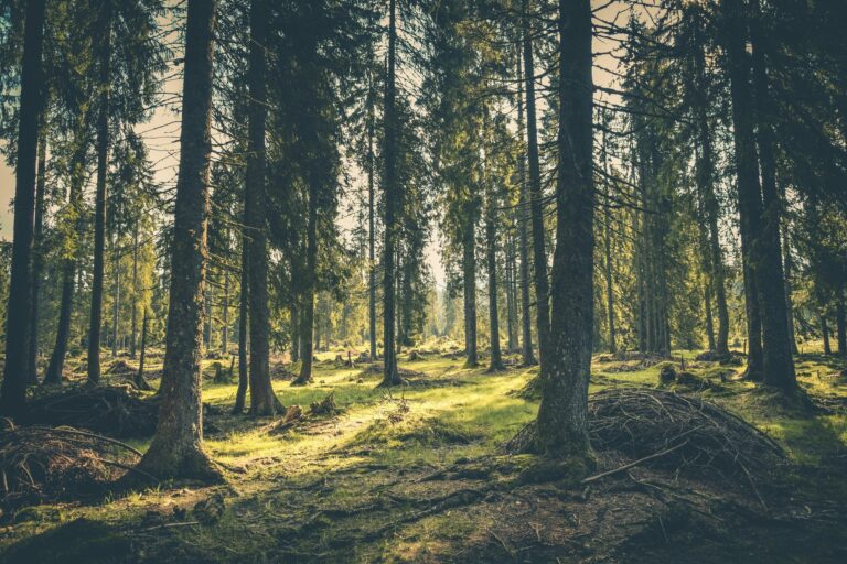 La ONU alerta de que la expansión de los bosques en Europa y Norteamérica está en riesgo por el cambio climático