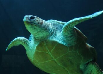 La tortuga verde pasa de “en peligro” a “preocupación menor” gracias a décadas de conservación 4 La tortuga verde pasa de “en peligro” a “preocupación menor” gracias a décadas de conservación