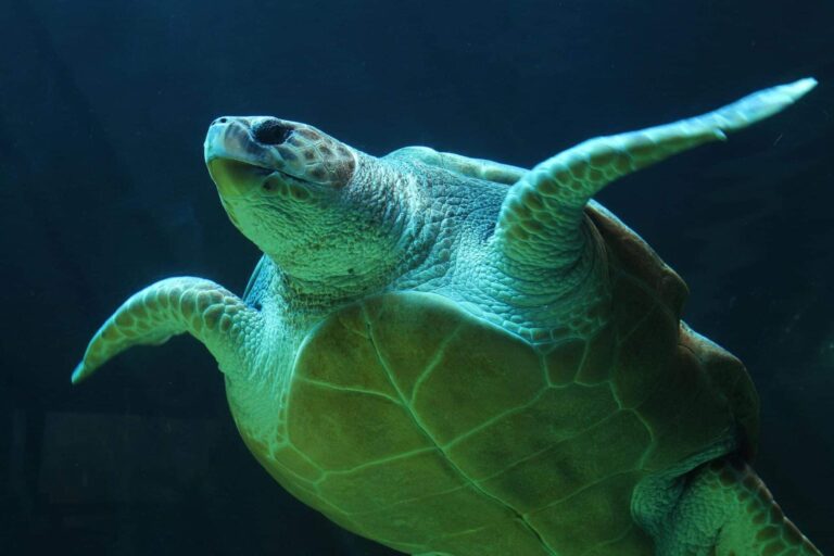 La tortuga verde pasa de “en peligro” a “preocupación menor” gracias a décadas de conservación