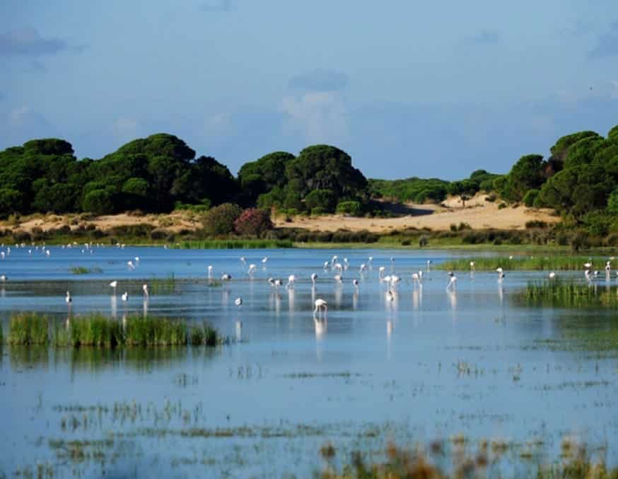 La Junta de Andalucía pisa el acelerador en Doñana: lanza ayudas millonarias para reparar décadas de daño ecológico