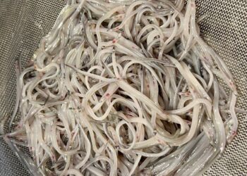 El País Vasco suspende la pesca de la angula ante la crítica situación de la especie