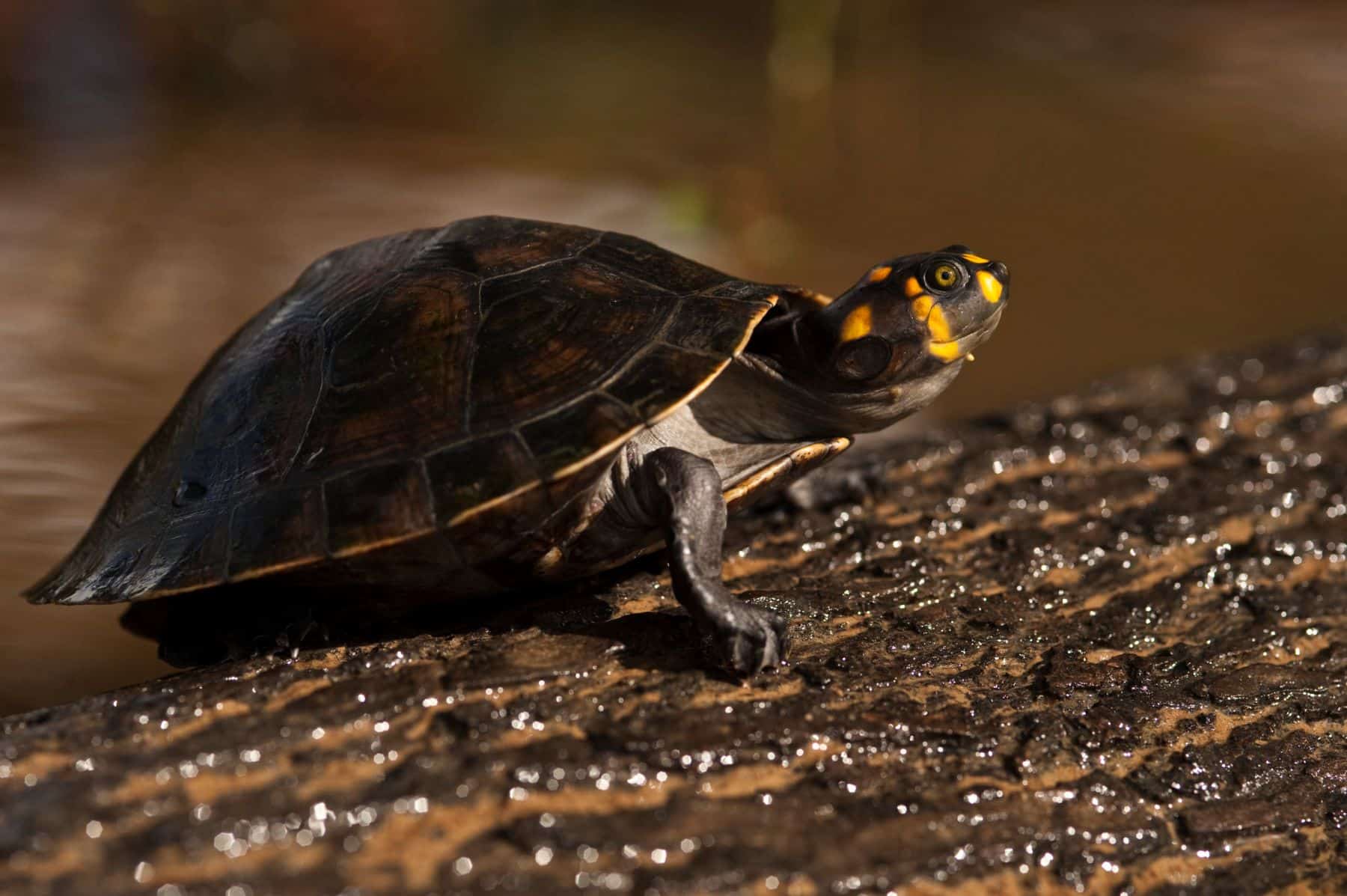 Más de 6500 tortugas taricayas regresan a los ríos de la Amazonía peruana