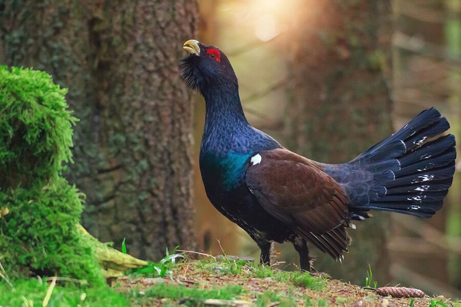 aversión condicionada al alimento para proteger al urogallo de sus depredadores