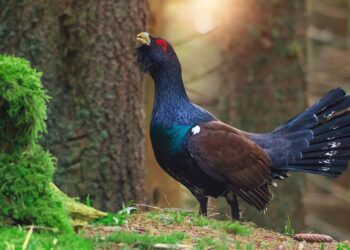 Aversión condicionada al alimento: la técnica no letal que reduce a la mitad la depredación de nidos de urogallo 2 aversión condicionada al alimento para proteger al urogallo de sus depredadores