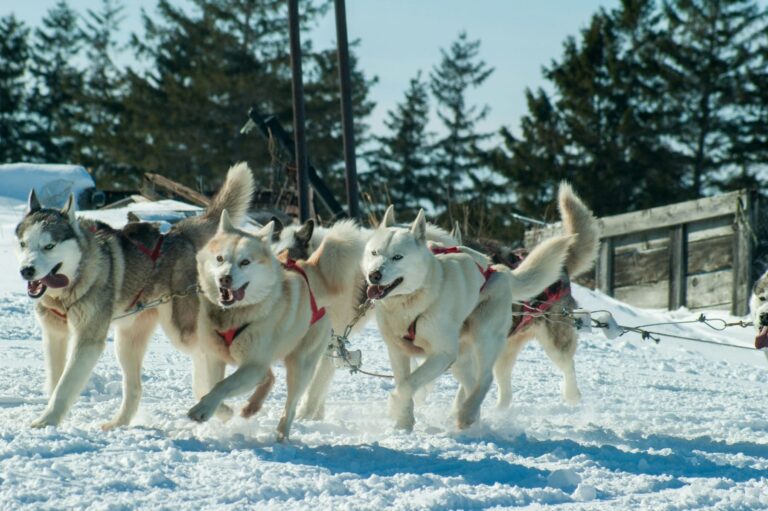 Perros modernos: nueva evidencia genética revela su sorprendente herencia lobuna y vínculos conductuales con los humanos