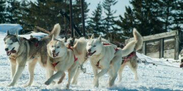 Perros modernos: nueva evidencia genética revela su sorprendente herencia lobuna y vínculos conductuales con los humanos