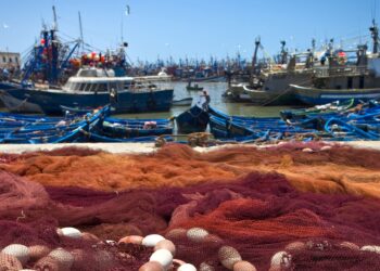 Europa exige repensar la pesca para frenar el colapso ambiental 2 Europa exige repensar la pesca para frenar el colapso ambiental