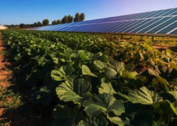 Murcia acelera la agrovoltaica: cultivos que producen más y generan energía limpia 3 Murcia acelera la agrovoltaica: cultivos que producen más y generan energía limpia