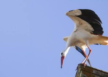 Madrid investiga un foco de gripe aviar tras la aparición masiva de cigüeñas muertas 2 Madrid investiga un foco de gripe aviar tras la aparición masiva de cigüeñas muertas