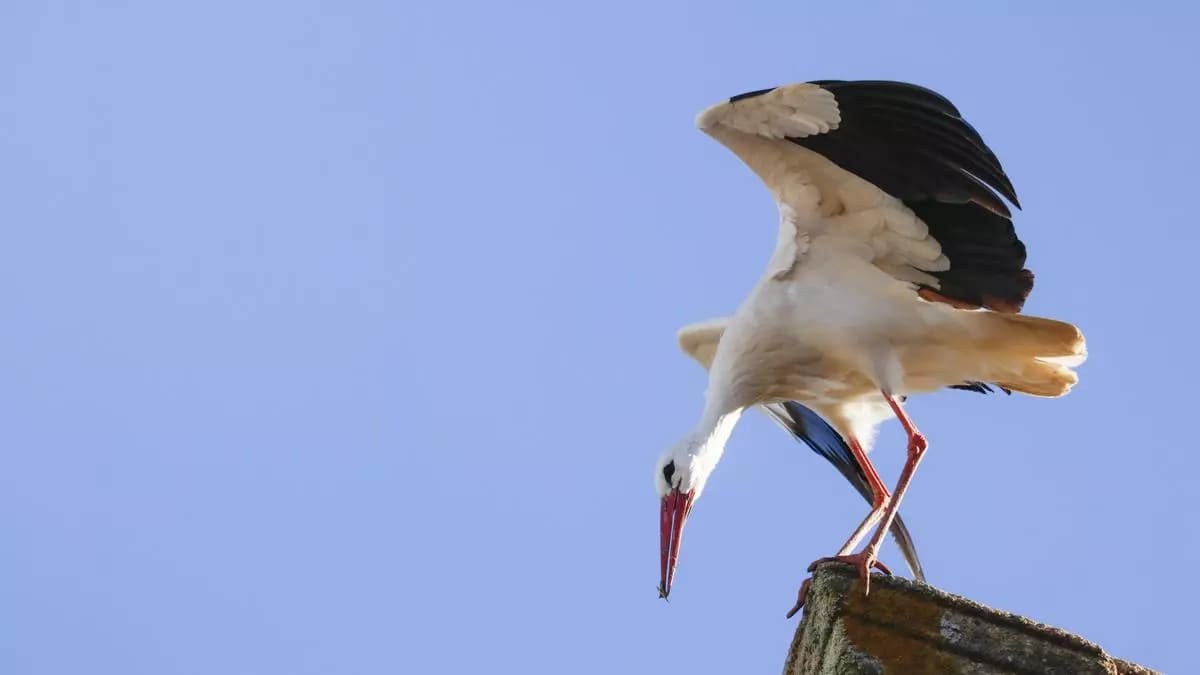 Madrid investiga un foco de gripe aviar tras la aparición masiva de cigüeñas muertas
