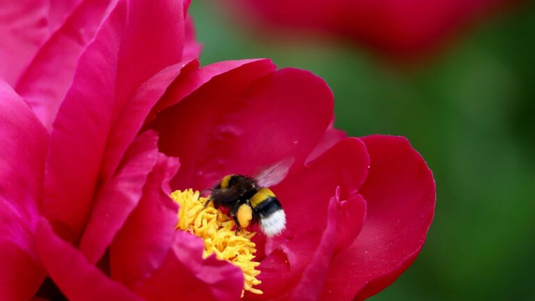 Abeja silvestre afectada por el declive global de las abejas silvestres en un campo de cultivo