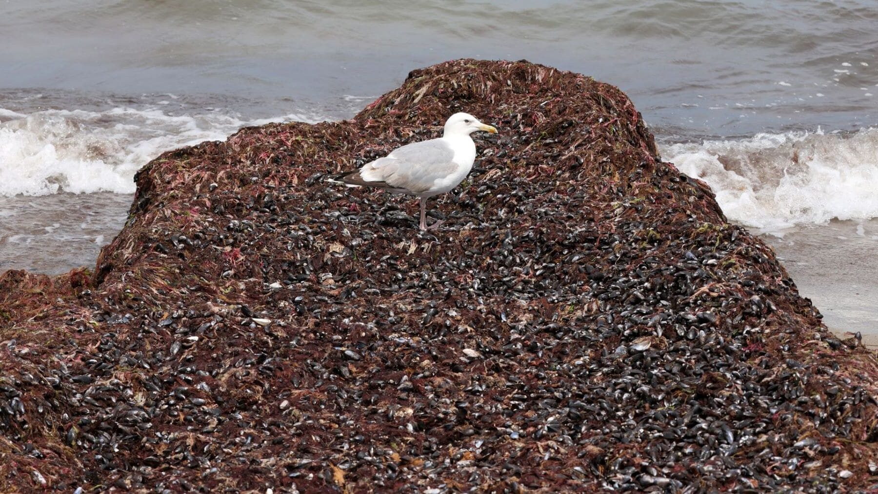 Biomasa del alga Rugulopteryx okamurae recogida para su posible uso en bioplásticos
