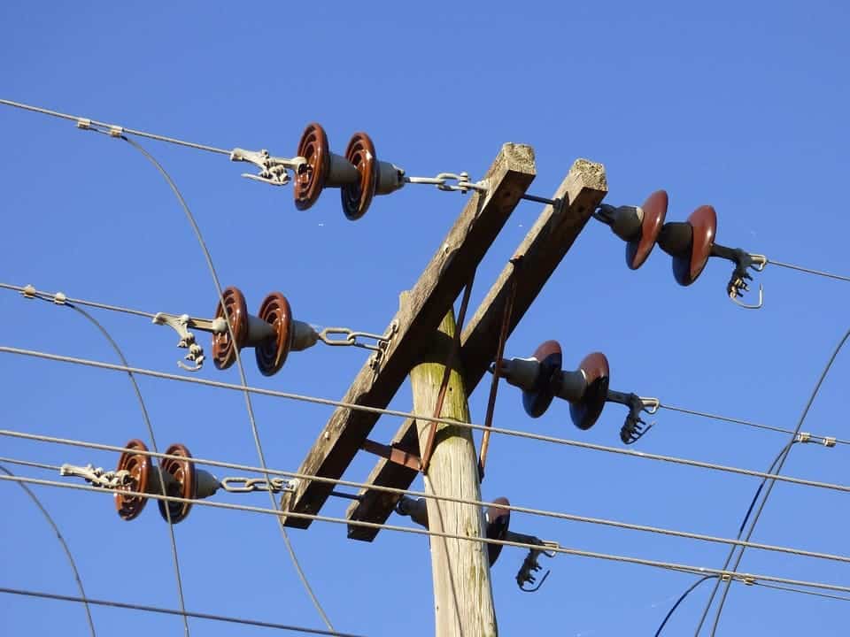 Ejemplar de ave afectada por electrocución en un poste eléctrico en España.