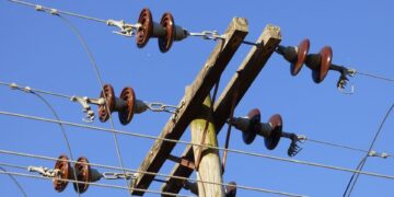 Ejemplar de ave afectada por electrocución en un poste eléctrico en España.