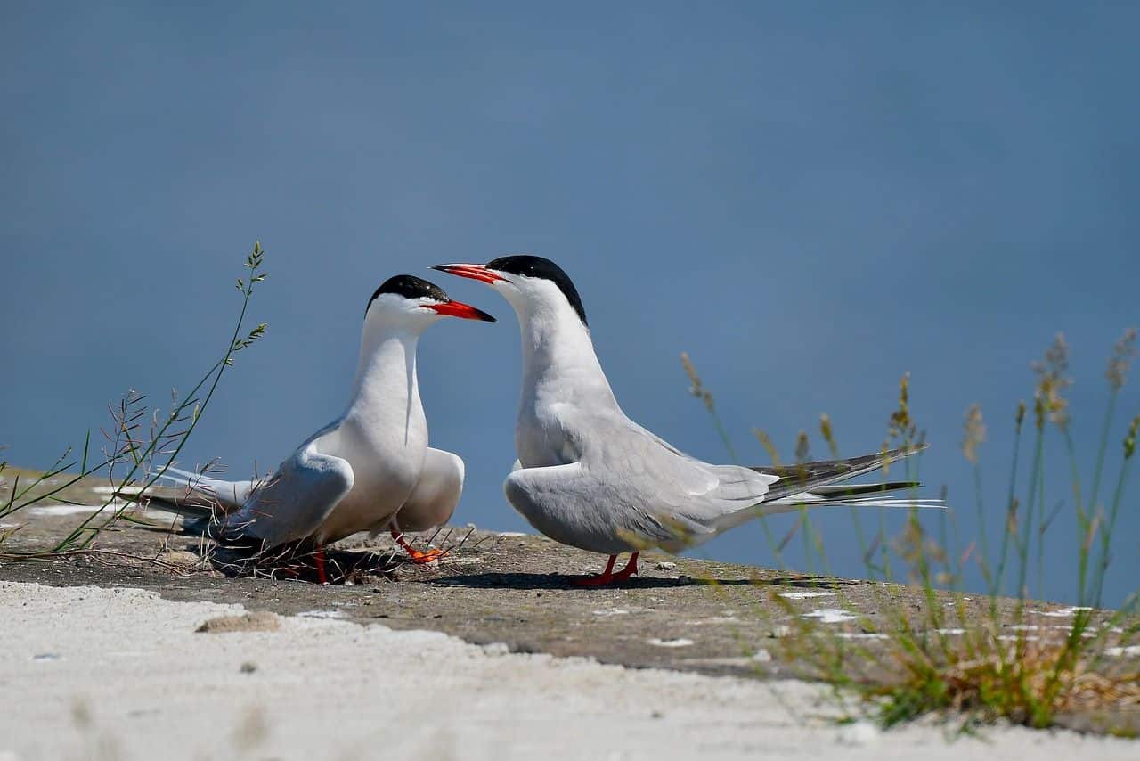Pareja de charran común observadas en la laguna de Riet Vell