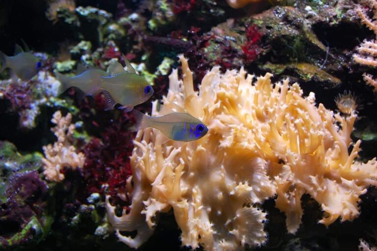 bosques animales marinos en peligro