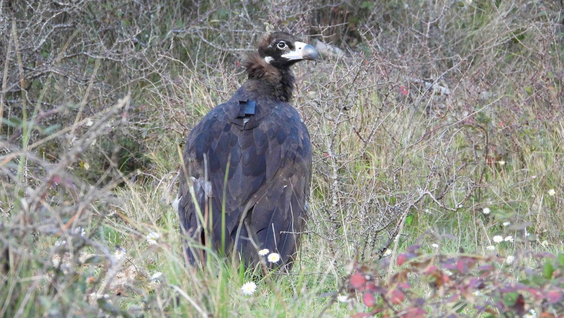 Buitre negro en el Parc Natural de Els Ports tras su reintroducción