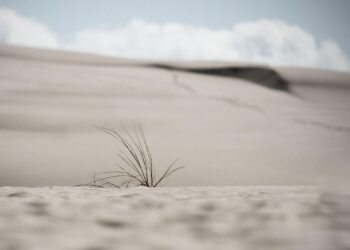 Desertificación global