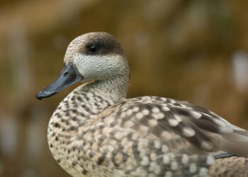 Cerceta pardilla nadando en un humedal de Doñana