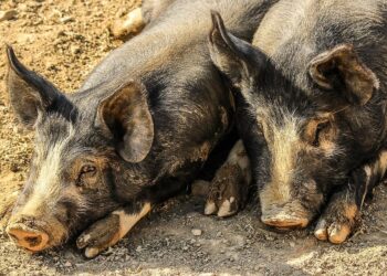 La peste porcina golpea Europa con sacrificios masivos y perdidas historicas 3 Cerdos afectados por peste porcina en Europa