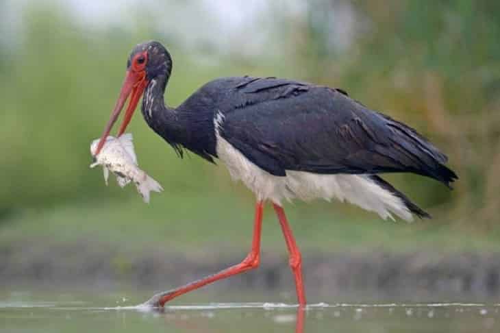 Cigüeña negra Castilla y León
