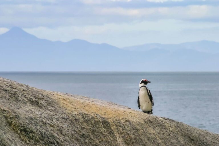 Colapso de las sardinas provoca la muerte de miles de pingüinos