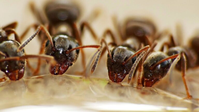 Colonia de hormigas como ejemplo de la evolución y la cooperación social