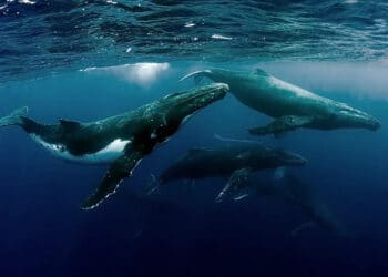 España propone crear un santuario internacional de cetáceos en el mar de Alborán para salvar a una de las mayores comunidades del Mediterráneo 4 España propone crear un santuario internacional de cetáceos en el mar de Alborán para salvar a una de las mayores comunidades del Mediterráneo