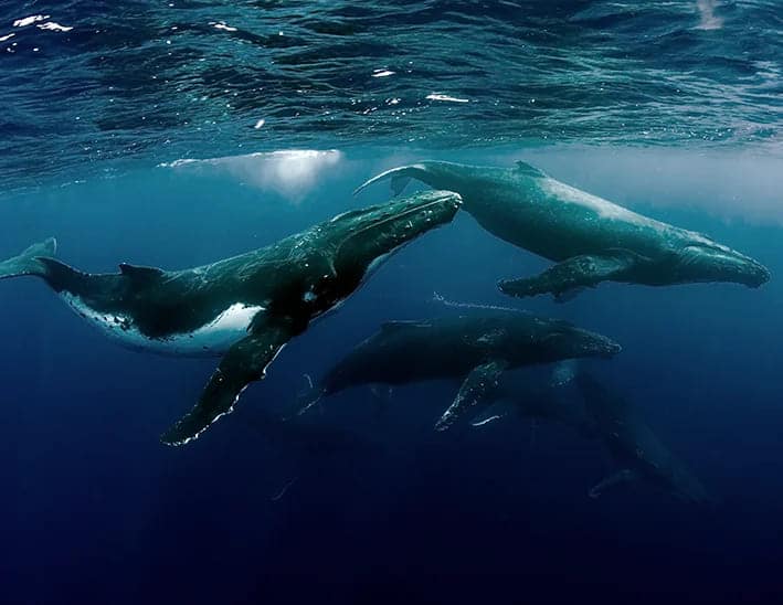 España propone crear un santuario internacional de cetáceos en el mar de Alborán para salvar a una de las mayores comunidades del Mediterráneo 1 España propone crear un santuario internacional de cetáceos en el mar de Alborán para salvar a una de las mayores comunidades del Mediterráneo