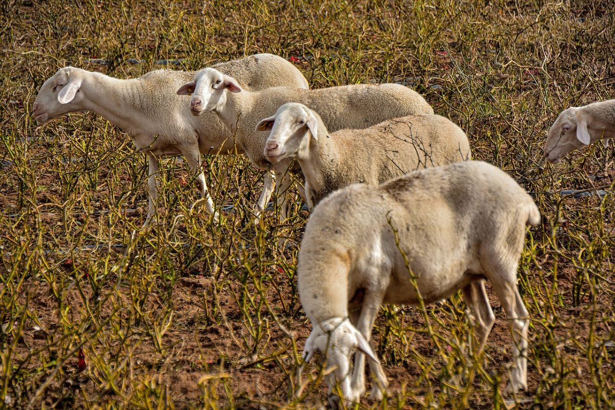 extremadura aumenta hectareas certificadas de produccion ecologica en 2024