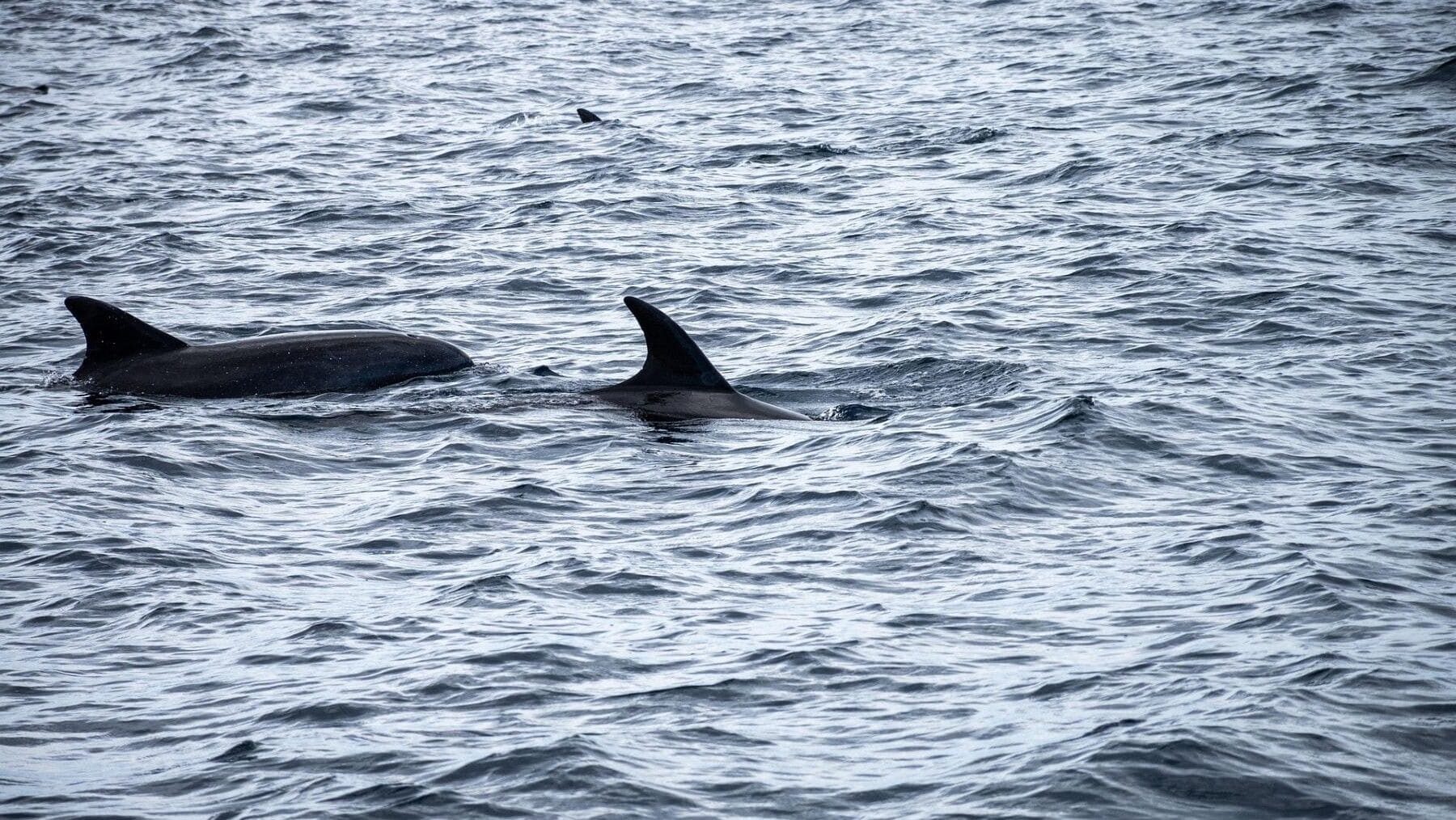Delfines comunes protegidos por la veda a la pesca en el Golfo de Vizcaya