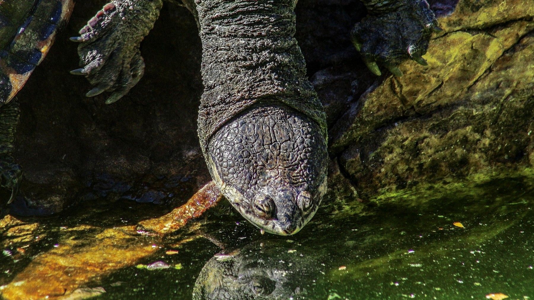 Dragas ilegales operando en ríos amazónicos y zonas deforestadas por minería ilegal en Perú afectan a la biodiversidad