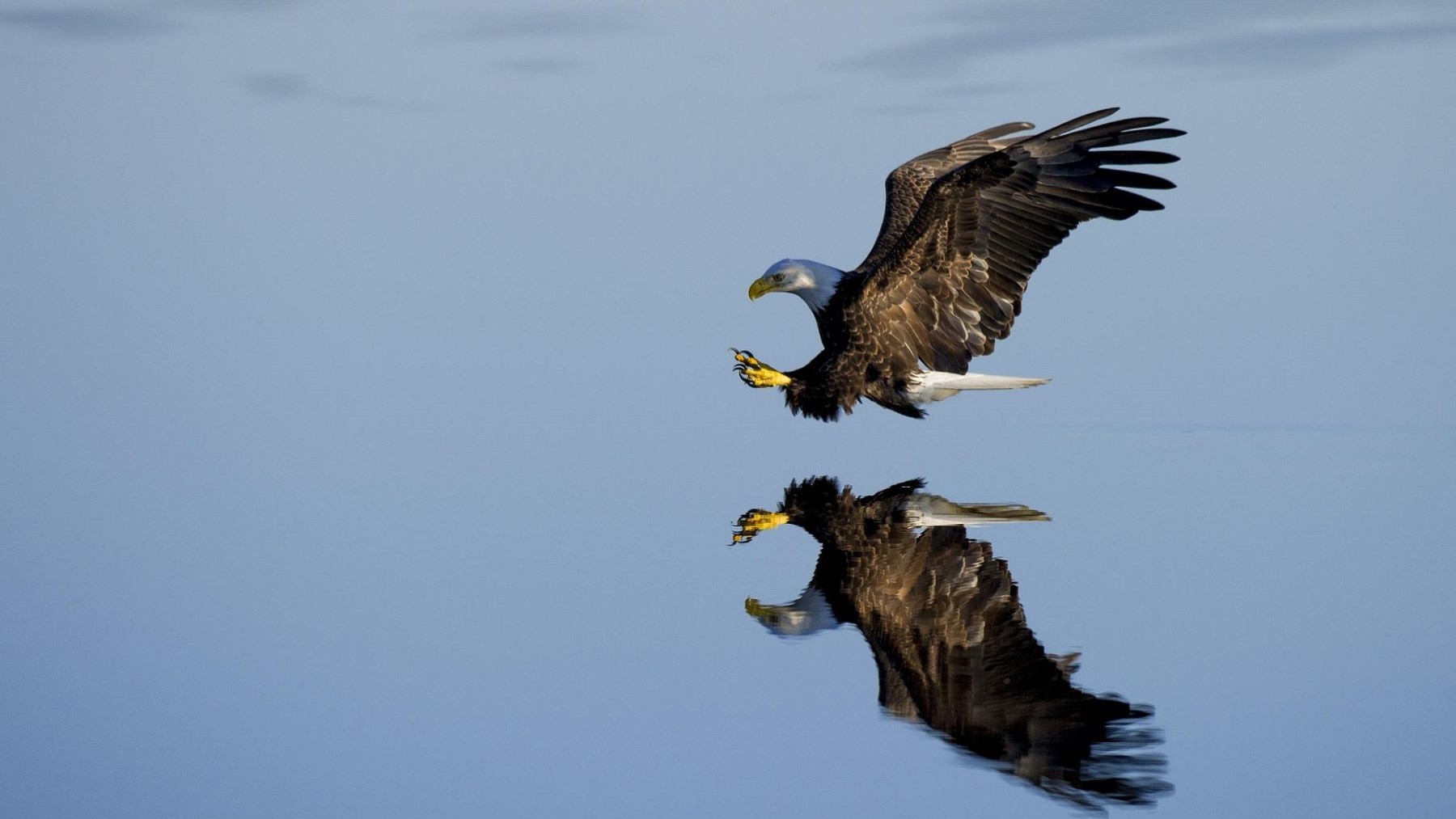 Águila imperial ibérica en su hábitat natural de Castilla y León