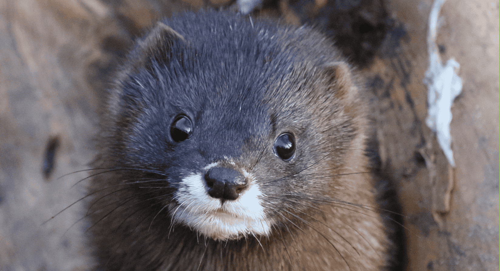 Visón europeo en un ecosistema fluvial del norte de España