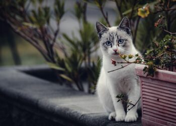 “Gatos domésticos revelan un origen inesperado según ADN antiguo” 4 Gatos domésticos observando en un paisaje exterior