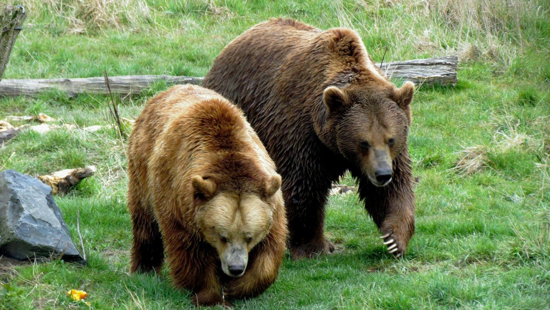 Osos pardos en Asturias capturados y reubicados para evitar su acercamiento a pueblos
