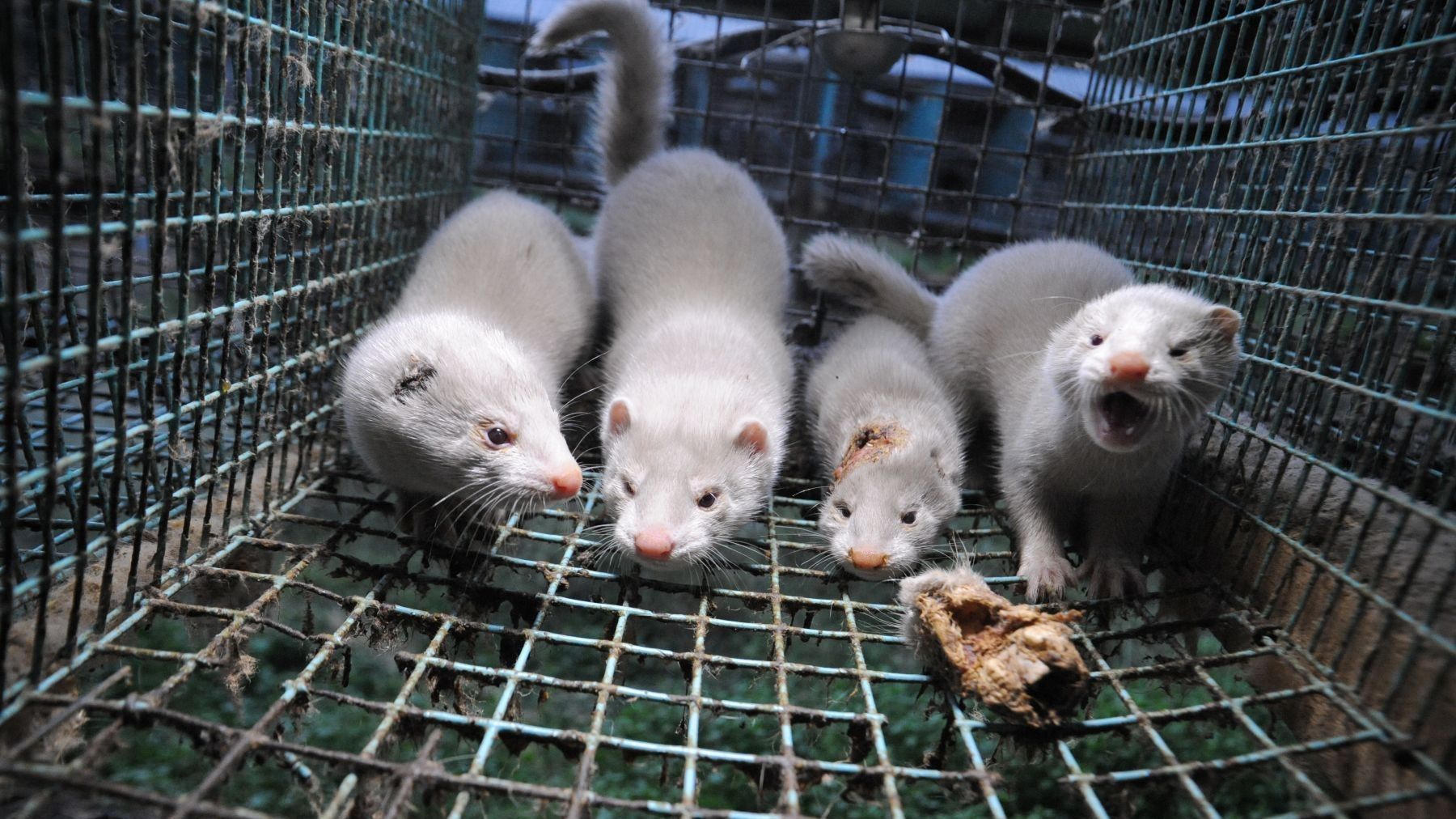 Instalaciones de una granja peletera de visón en Galicia