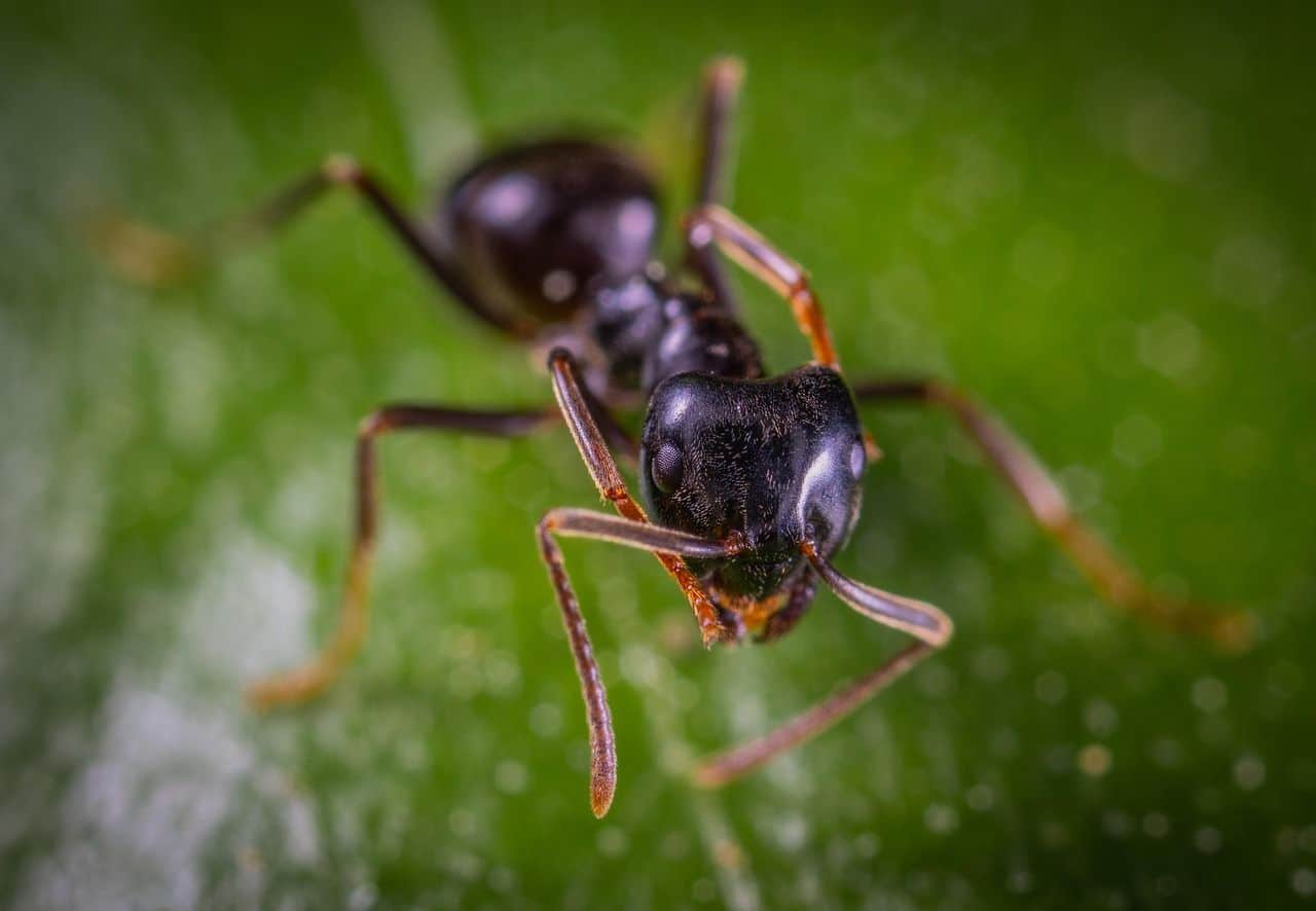 Hormigas atacan a una pupa enferma