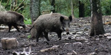 Jabalíes afectados por peste porcina africana