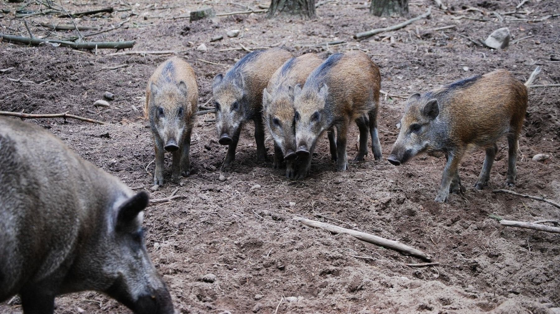 Investigación sobre la peste porcina africana en Collserola tras detectarse casos en jabalíes