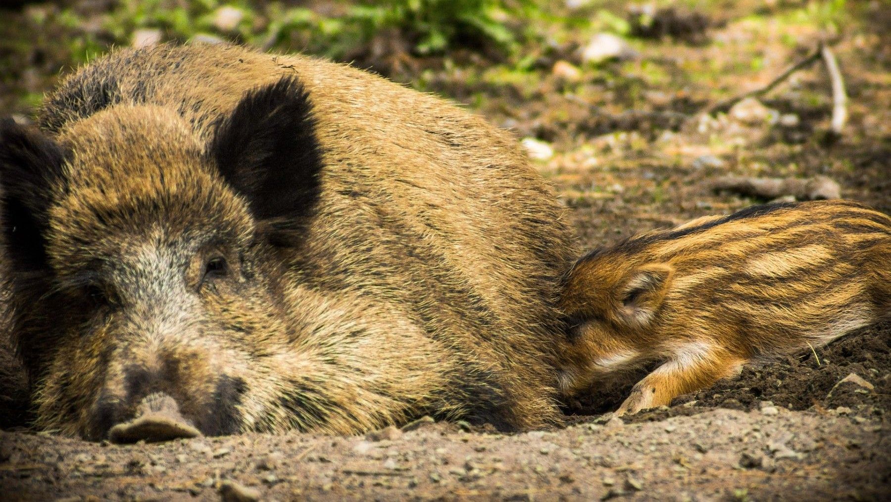 Grupo de jabalíes que refleja la elevada población de jabalíes en Europa