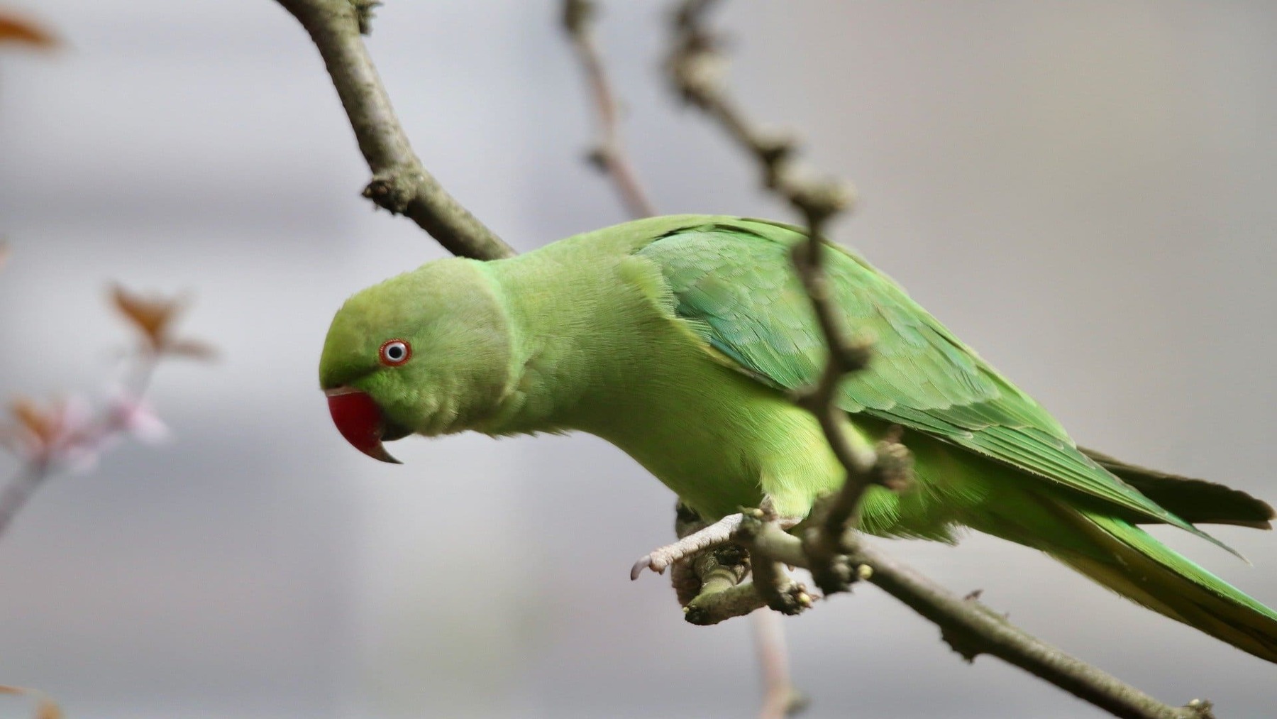 Biodiversidad urbana en Logroño con aves y fauna silvestre