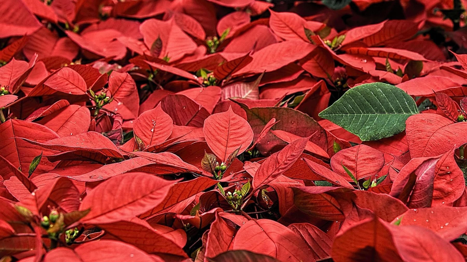 Plantas de Navidad tradicionales como el abeto, el muérdago y la flor de Pascua