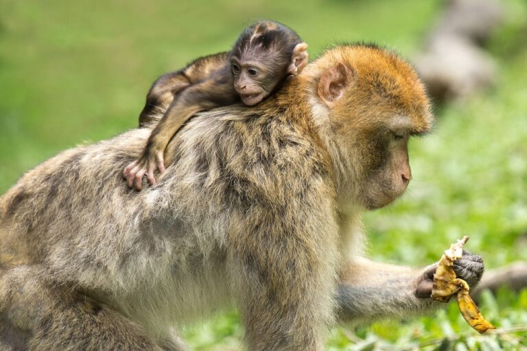 Macacos realizando tareas al ritmo musical durante un estudio científico